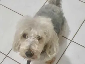 Cachorro raça Poodle  idade 5 anos nome Rico 