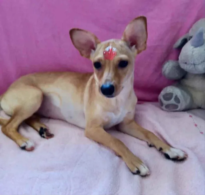 Cachorro ra a Pincher  idade 7 a 11 meses nome Valentina 