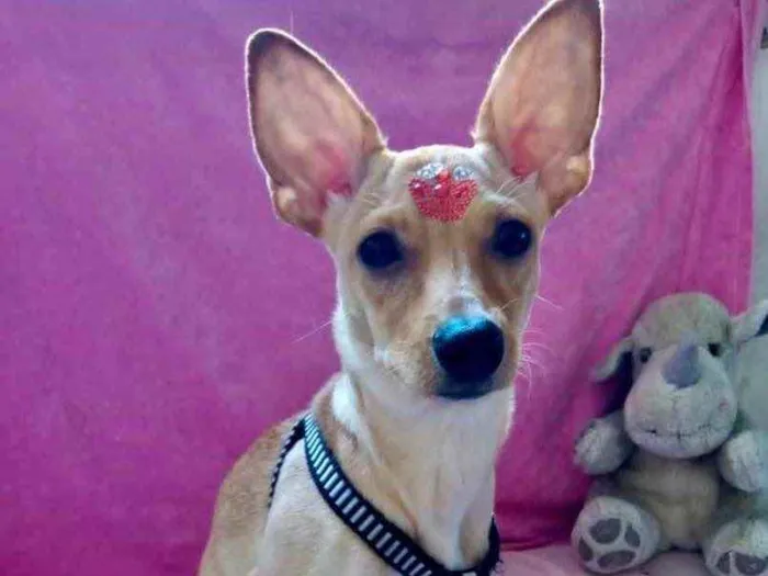 Cachorro ra a Pincher  idade 7 a 11 meses nome Valentina 