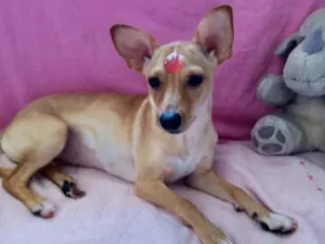 Cachorro raça Pincher  idade 7 a 11 meses nome Valentina 