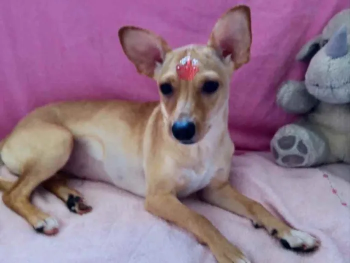 Cachorro ra a Pincher  idade 7 a 11 meses nome Valentina 