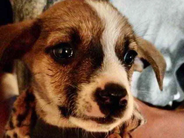 Cachorro ra a Mestiço  idade Abaixo de 2 meses nome Thor 