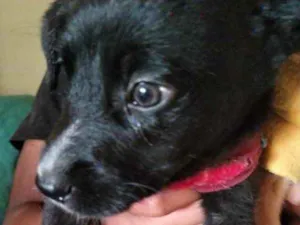 Cachorro raça Mestiço  idade Abaixo de 2 meses nome Zeus 