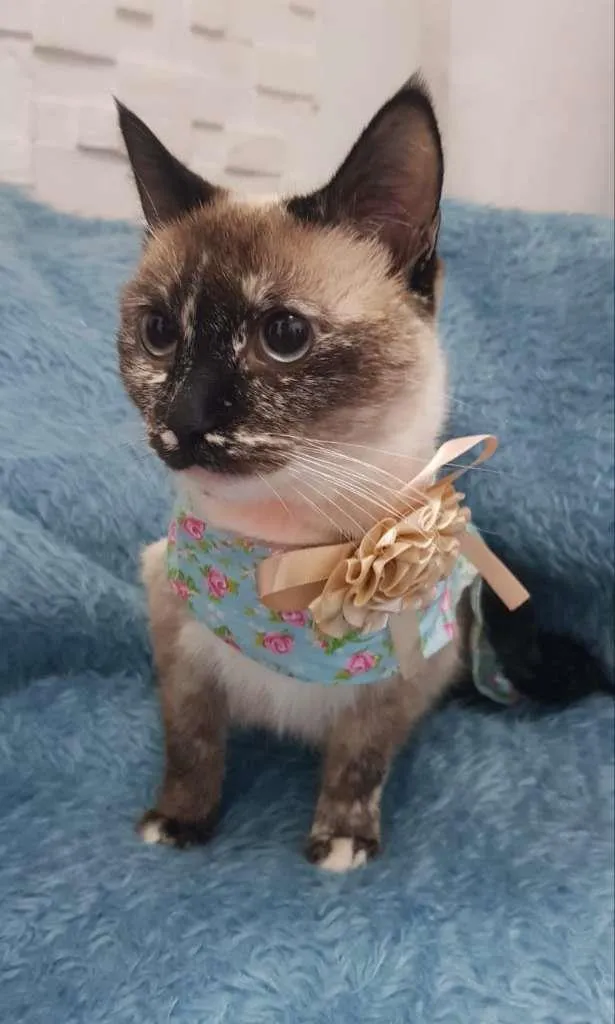 Gato raça SRD-ViraLata idade 7 a 11 meses nome Catarina