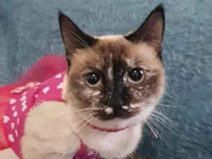 Gato raça SRD-ViraLata idade 7 a 11 meses nome Catarina