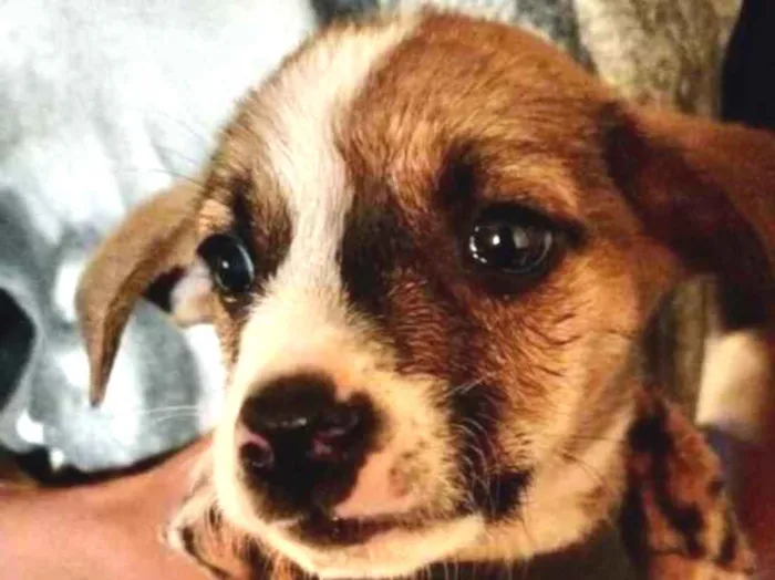 Cachorro ra a Mestiço  idade Abaixo de 2 meses nome Thor 