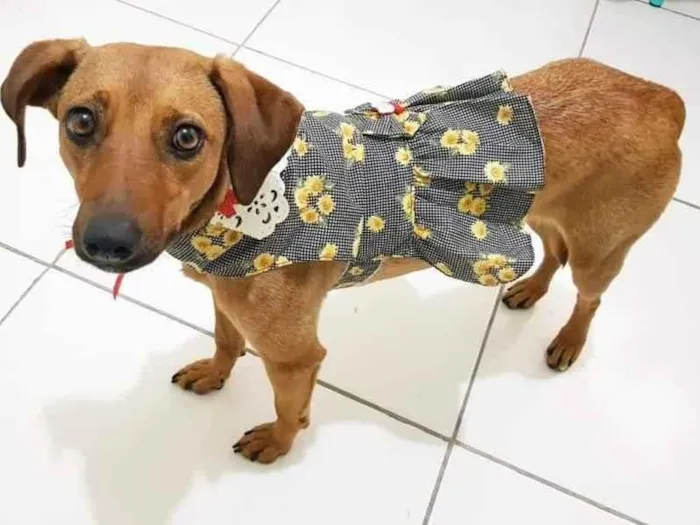 Cachorro raça SRD-ViraLata idade 1 ano nome Mel