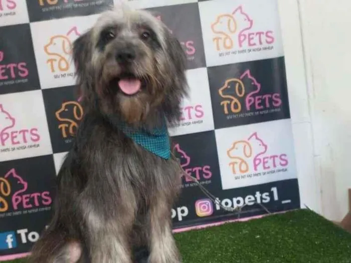 Cachorro raça SRD-ViraLata idade 1 ano nome Plutão