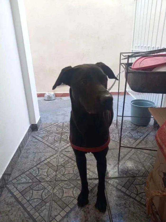 Cachorro raça Labrador  idade 7 a 11 meses nome Marley