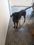 Marley