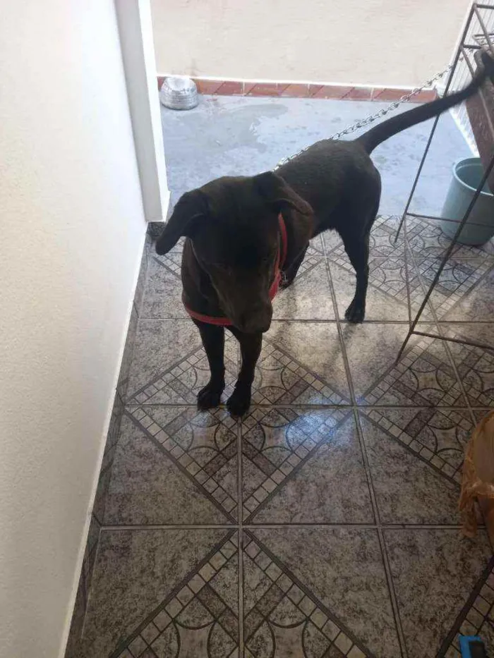 Cachorro raça Labrador  idade 7 a 11 meses nome Marley