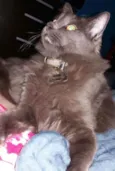 Thor