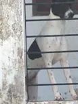 Layka