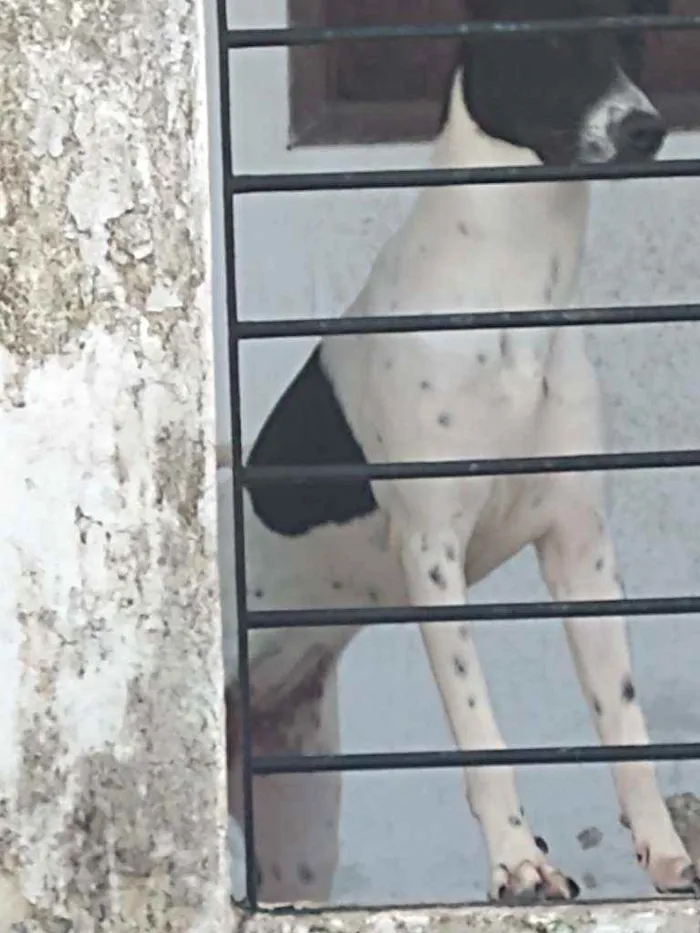 Cachorro raça Vira lata idade 7 a 11 meses nome Layka