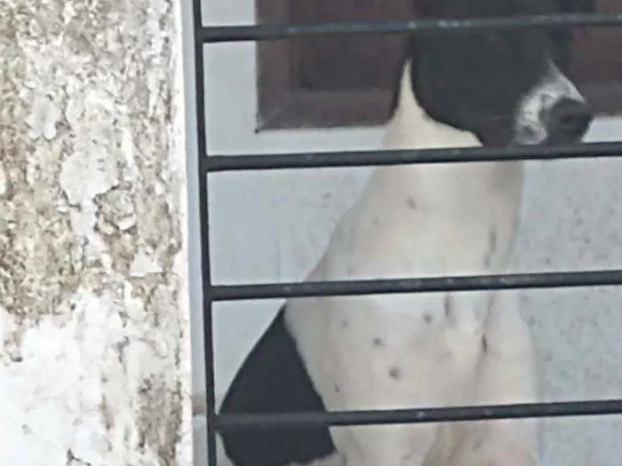 Cachorro raça Vira lata idade 7 a 11 meses nome Layka