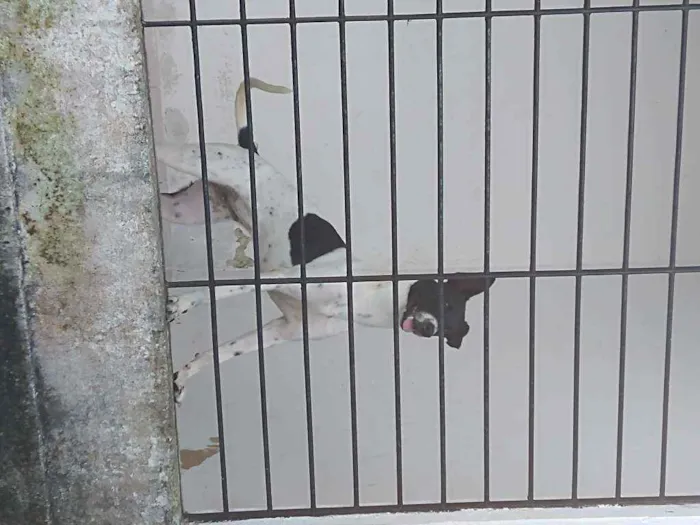Cachorro raça Vira lata idade 7 a 11 meses nome Layka