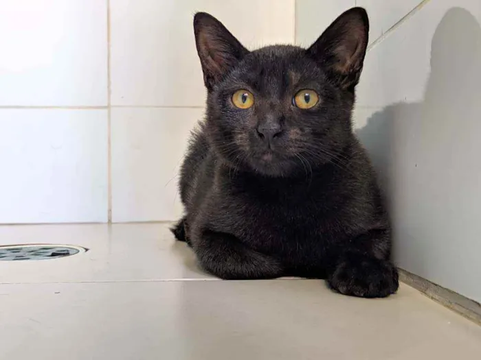 Gato raça Srd idade 2 a 6 meses nome Café