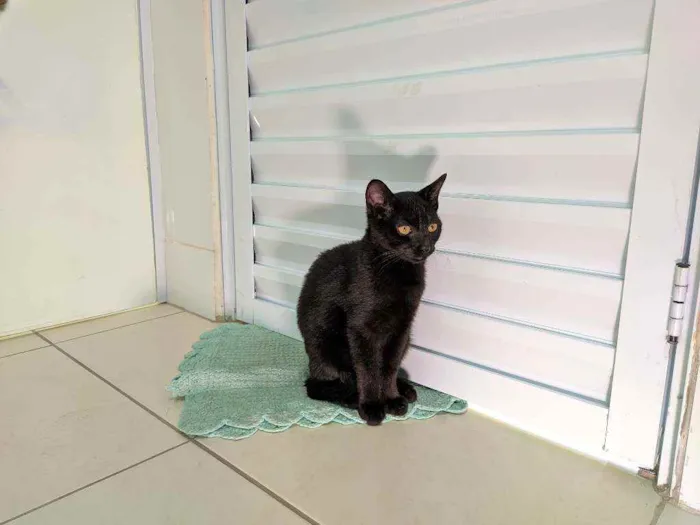 Gato raça Srd idade 2 a 6 meses nome Café