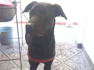 Cachorro raça Labrador  idade 7 a 11 meses nome Marley