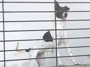 Cachorro raça Vira lata idade 7 a 11 meses nome Layka