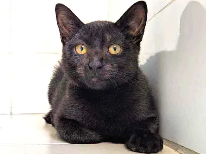 Gato raça Srd idade 2 a 6 meses nome Café