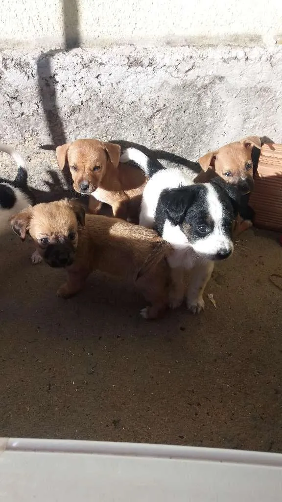 Cachorro raça nao definida idade Abaixo de 2 meses nome filhotes