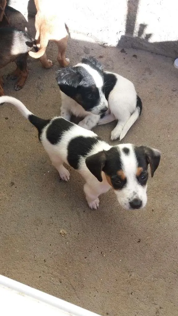 Cachorro raça nao definida idade Abaixo de 2 meses nome filhotes