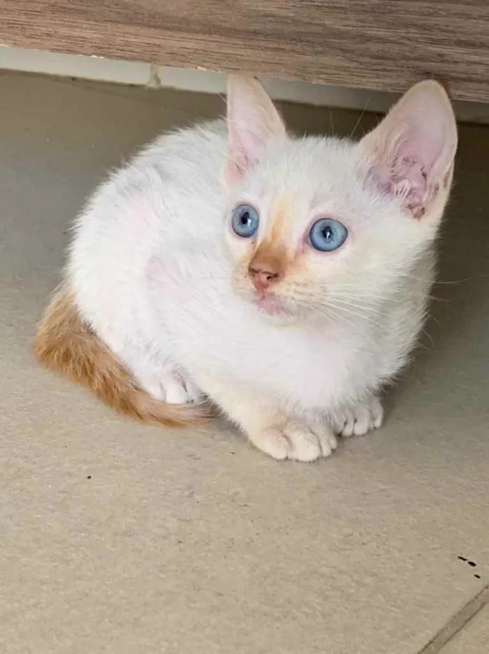 Gato ra a Sem raça  idade Abaixo de 2 meses nome Adoção responsável 