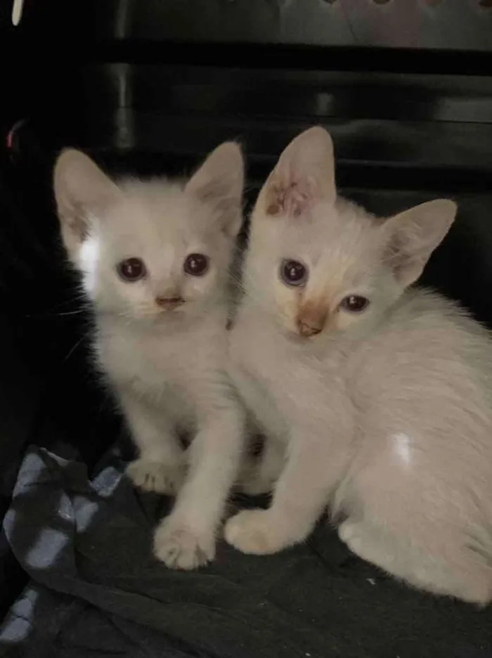 Gato ra a Sem raça  idade Abaixo de 2 meses nome Adoção responsável 