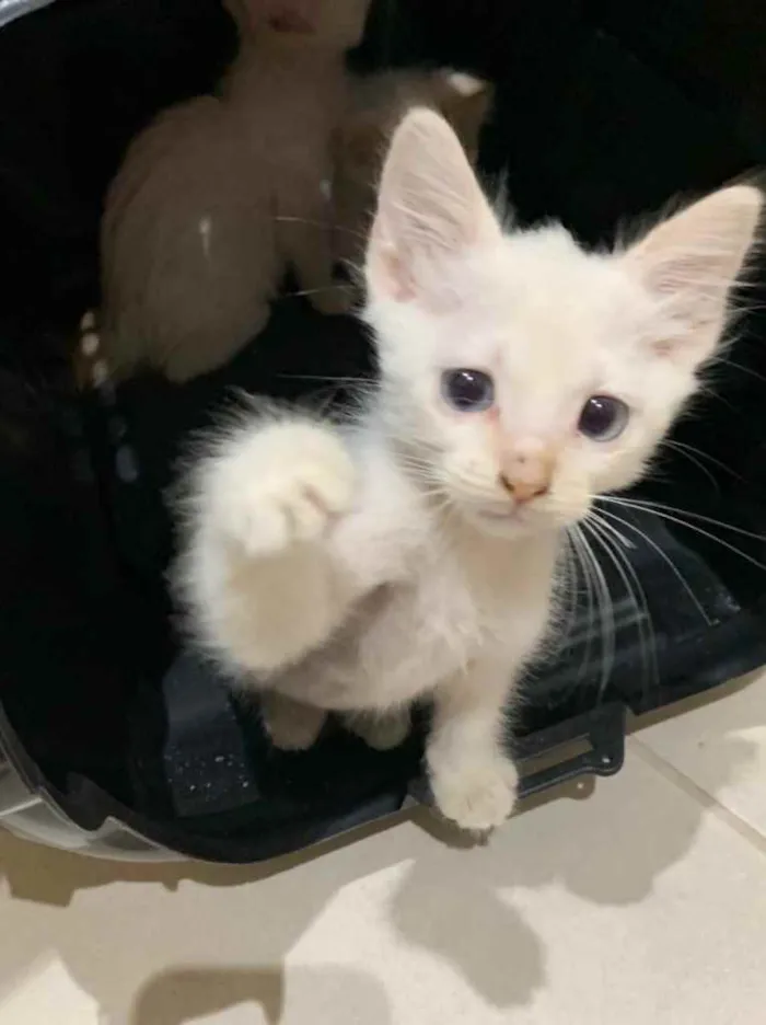 Gato ra a Sem raça  idade Abaixo de 2 meses nome Adoção responsável 