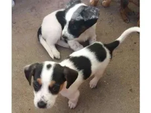 Cachorro raça nao definida idade Abaixo de 2 meses nome filhotes