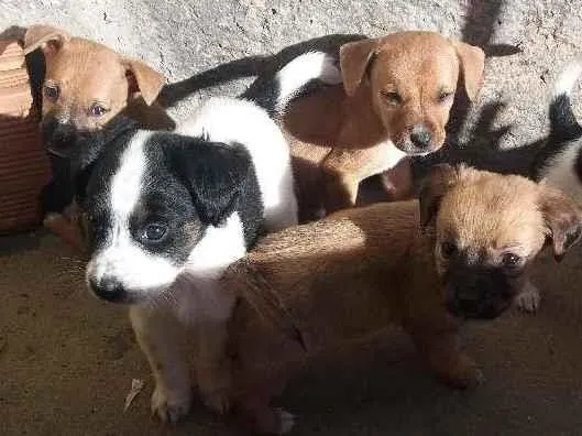 Cachorro raça nao definida idade Abaixo de 2 meses nome filhotes