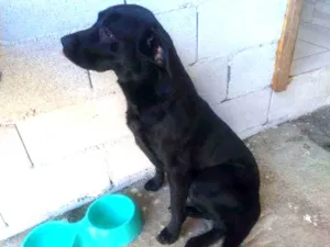 Cachorro raça Labrador idade 1 ano nome Luke