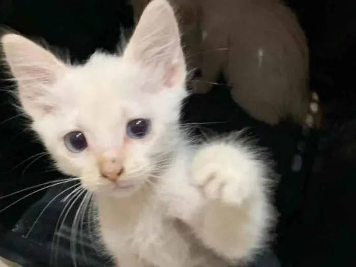 Gato ra a Sem raça  idade Abaixo de 2 meses nome Adoção responsável 