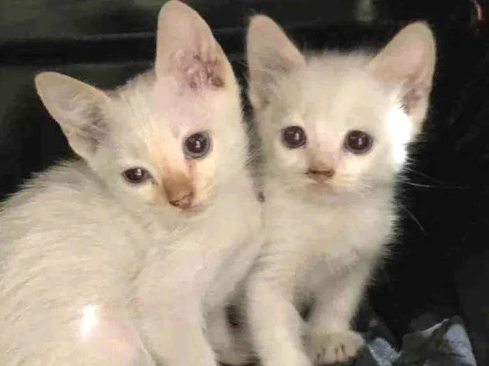Gato ra a Sem raça  idade Abaixo de 2 meses nome Adoção responsável 