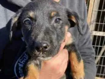 Cachorro ra a Vira-lata Misturada idade 2 a 6 meses nome Kira