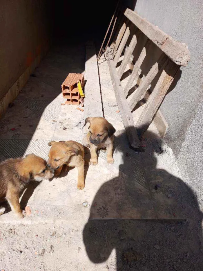 Cachorro ra a Vira lata idade Abaixo de 2 meses nome Sem nome