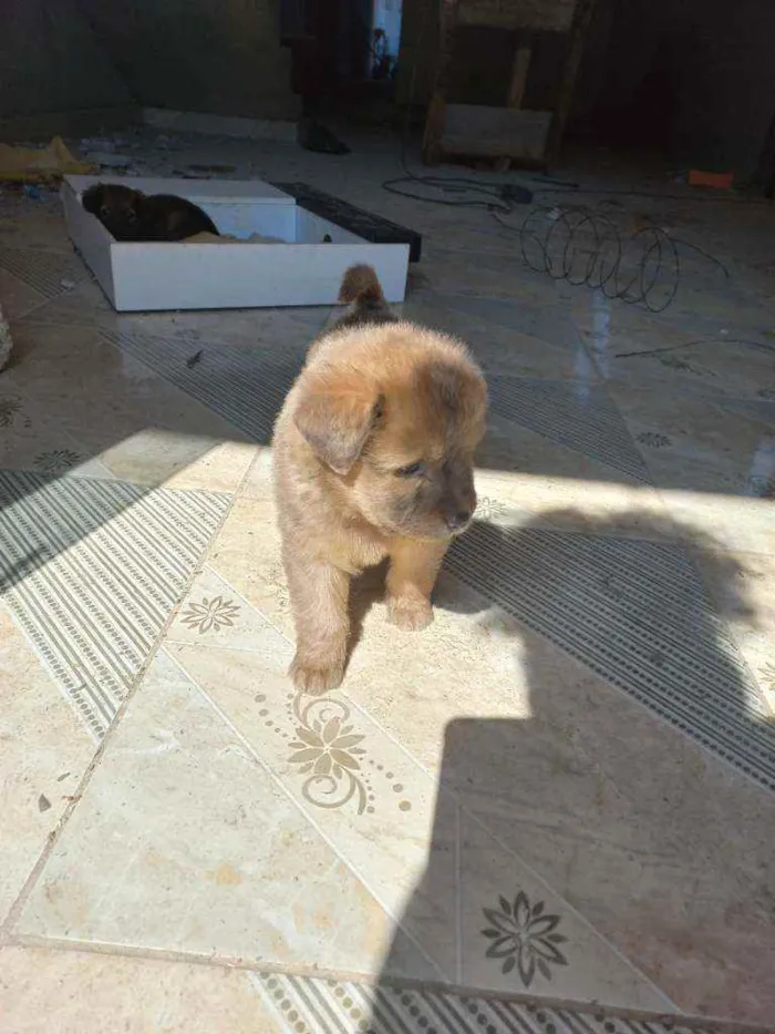 Cachorro ra a Vira lata idade Abaixo de 2 meses nome Sem nome