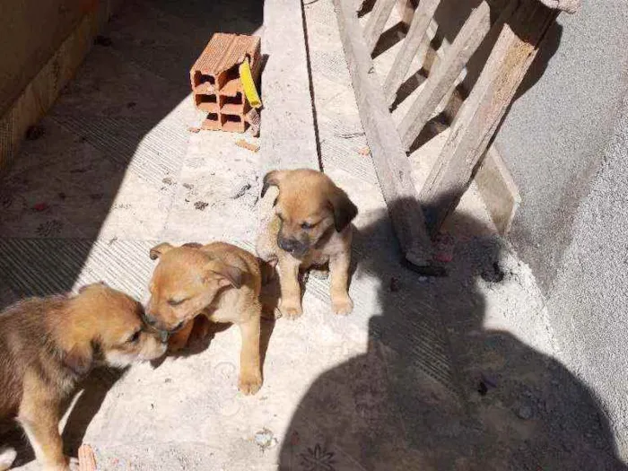 Cachorro ra a Vira lata idade Abaixo de 2 meses nome Sem nome