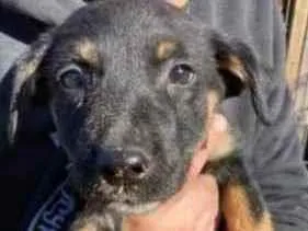 Cachorro ra a Vira-lata Misturada idade 2 a 6 meses nome Kira