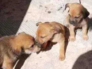 Cachorro raça Vira lata idade Abaixo de 2 meses nome Sem nome