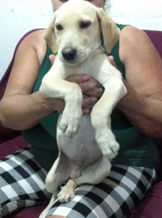 Cachorro ra a Vira- lata idade 2 a 6 meses nome Toby
