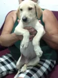 Toby