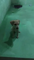 Toby