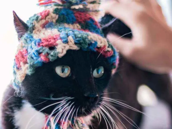 Gato ra a SRD ( SEM RACA DEFINIDA) idade 2 a 6 meses nome AMOR