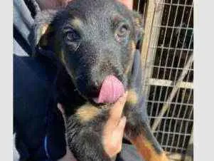 Cachorro ra a Vira-lata Misturada idade 2 a 6 meses nome Brutos