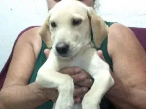 Cachorro raça Vira- lata idade 2 a 6 meses nome Toby