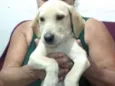 Toby