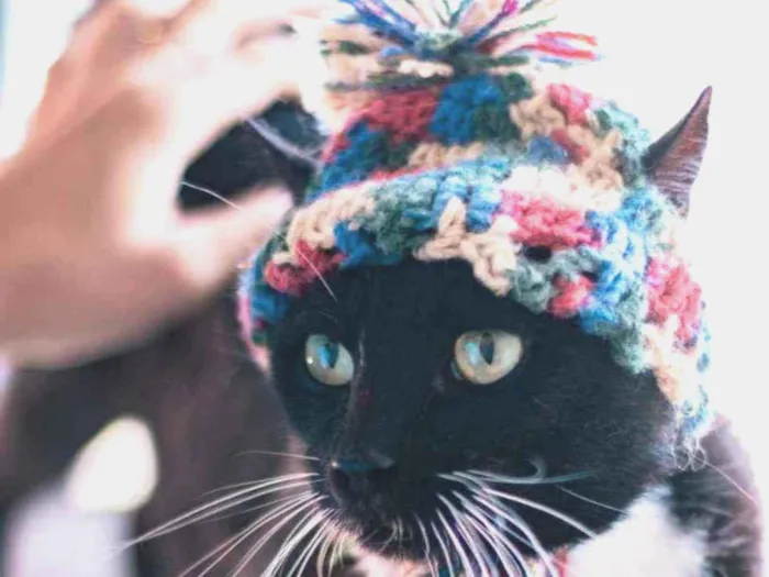 Gato ra a SRD ( SEM RACA DEFINIDA) idade 2 a 6 meses nome AMOR