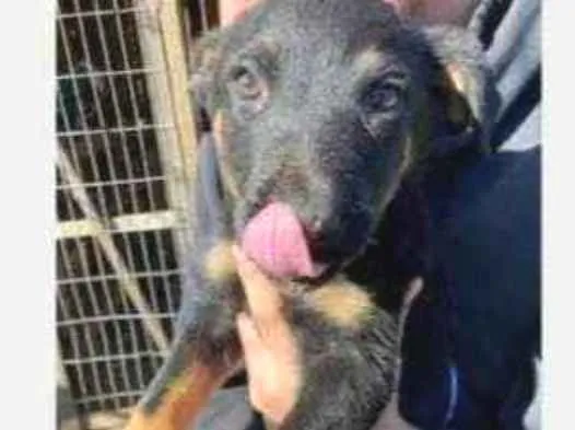 Cachorro ra a Vira-lata Misturada idade 2 a 6 meses nome Brutos
